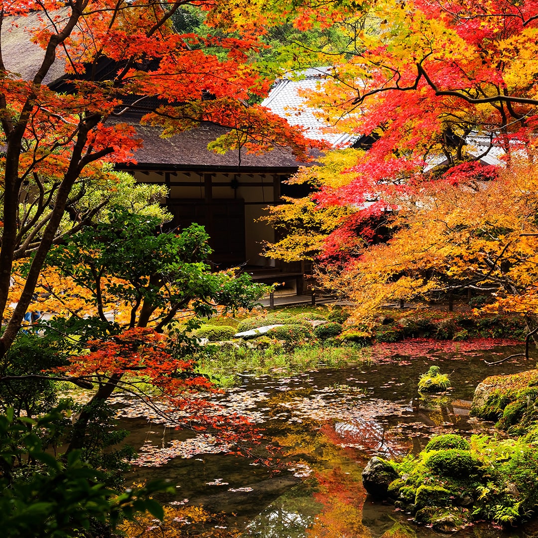 Levendige vijver in japanse tuin<br>